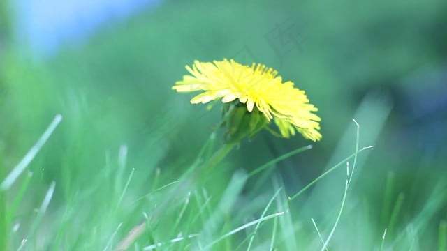 蒲公英, 花, 草, 春天, 自然, 夏天, 太阳, 风