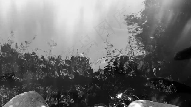 池塘, 鱼, 涟漪, 雨滴, 水, 动物, 游泳, 公园