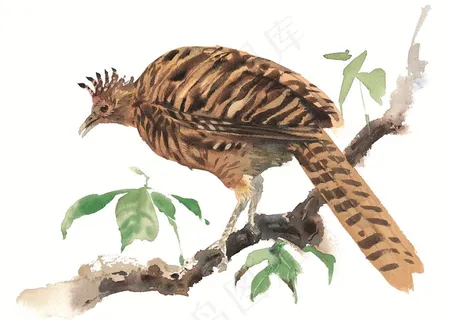 树枝上的小鸟素材 树枝上的小鸟素材