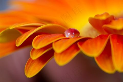 花瓣上的水珠高清图片