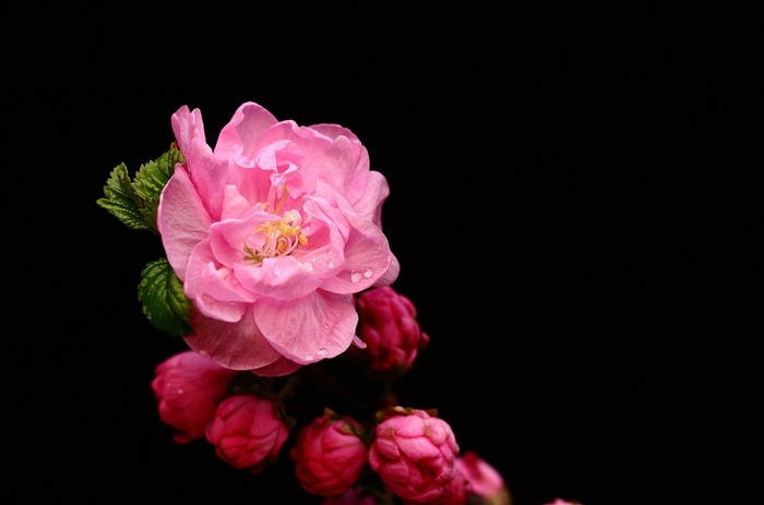 花朵梅花图片