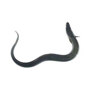 鱼类(88)海鲜超市商品红酒白底图免抠实物摄影png格式图片透明底