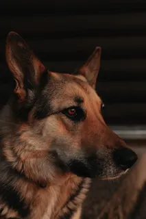 帅气德牧犬图片 帅气德牧犬图片