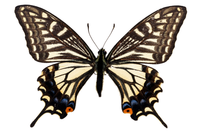 蝴蝶 彩蝶 花蝴蝶 动物 昆虫 免抠