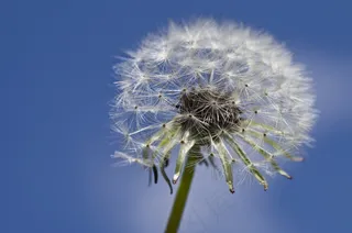 蒲公英摄影图片