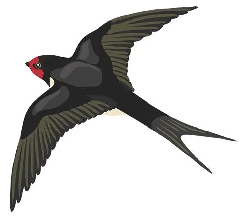 燕子 PNG免抠(499x443)