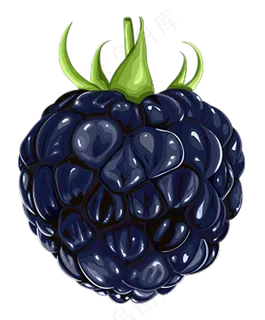 黑莓免抠素材 (14)