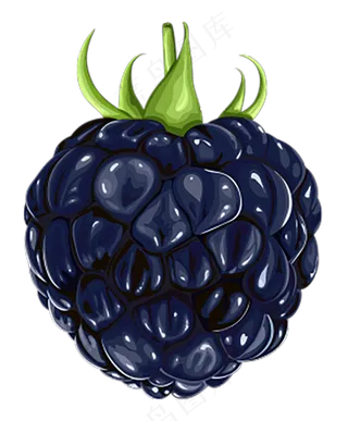 黑莓免抠素材 (14)