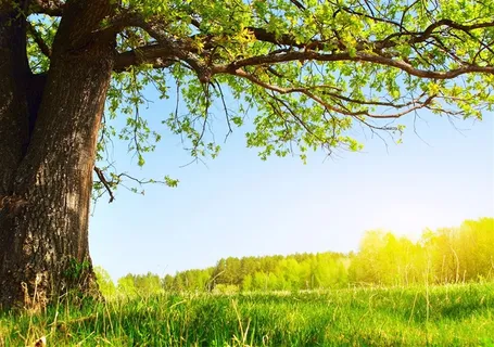 阳光下的草地森林风景图片 阳光下的草地森林风景图片