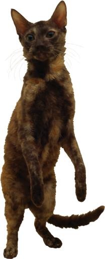 猫想知道 PNG免抠(1337x3261)