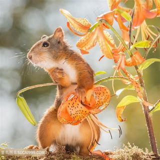 可爱的松鼠特写