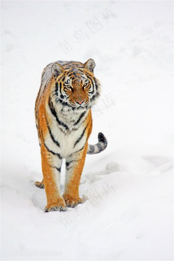 4K高清雪地老虎图片