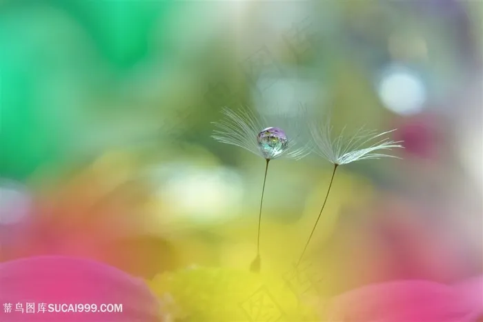 梦幻唯美水滴蒲公英种子鲜花图片