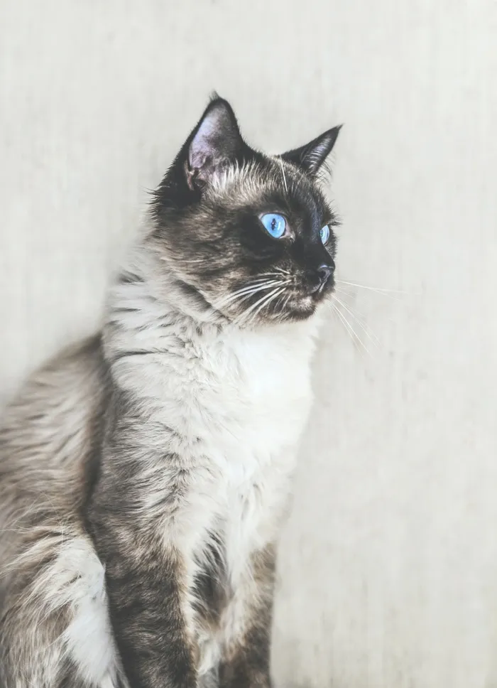 可爱猫咪猫猫摄影素材
