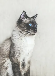 可爱猫咪猫猫摄影素材 可爱猫咪猫猫摄影素材