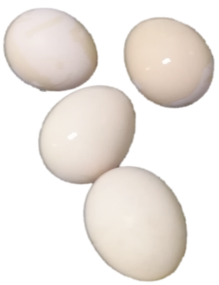 白壳新鲜鸡蛋鸭蛋鹅蛋禽蛋免抠摄影实拍实物元素素材