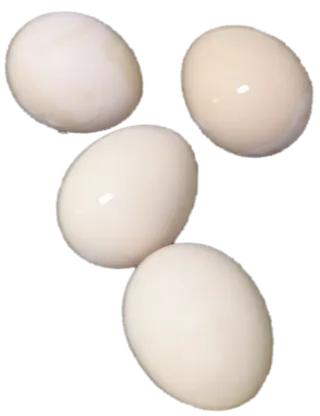 白壳新鲜鸡蛋鸭蛋鹅蛋禽蛋免抠摄影实拍实物元素素材