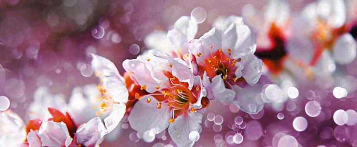 白色浪漫春季樱花花朵枝叶，立春惊蛰春分摄影图(1712x704)