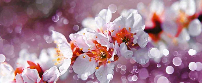 白色浪漫春季樱花花朵枝叶，立春惊蛰春分摄影图(1712x704)