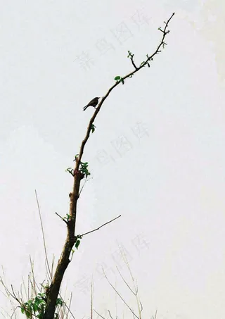 简约白底户外枝叶树枝，极简中国风，立冬摄影图