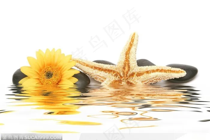 海洋生物与黄色菊花
