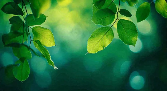 绿色树叶意境模糊光照叶子,春天夏日,春分立夏摄影图 绿色树叶意境模糊光照叶子,春天夏日,春分立夏摄影图