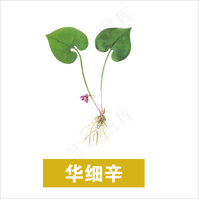 手绘草本中药药材华细辛