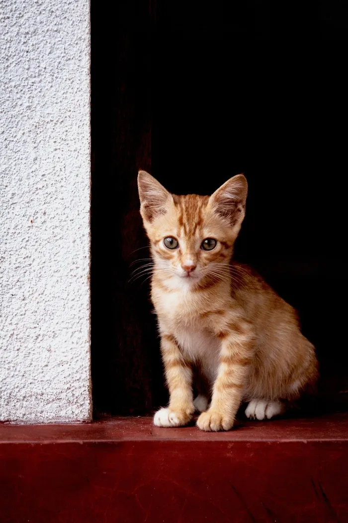 可爱猫咪猫猫摄影素材