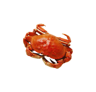 螃蟹大闸蟹海鲜png免扣透明png元素 拷贝