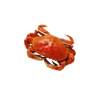 螃蟹大闸蟹海鲜png免扣透明png元素 拷贝