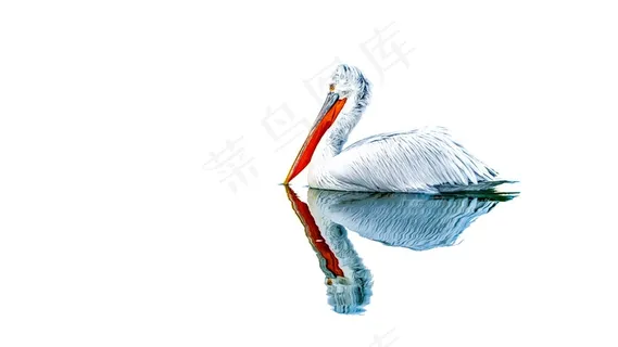 美丽的白天鹅图片