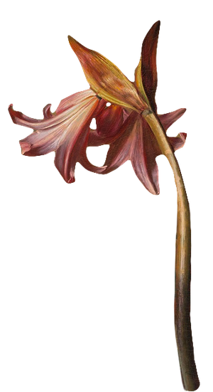 复古油画质感宫廷花卉植物花朵鲜花拼贴图案PNG免抠图片设计素材