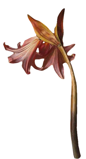 复古油画质感宫廷花卉植物花朵鲜花拼贴图案PNG免抠图片设计素材 复古油画质感宫廷花卉植物花朵鲜花拼贴图案PNG免抠图片设计素材