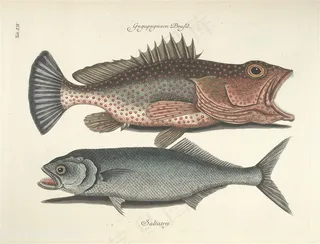 唯美水彩高清鱼插画