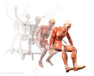 运动的人体肌肉解剖高清图