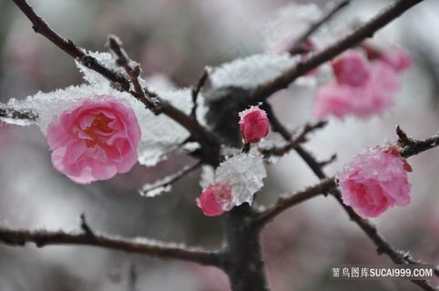 高清腊月梅花冬季鲜花图片