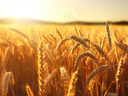 金黄麦田小麦粮食摄影图