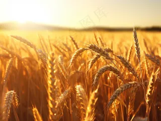 金黄麦田小麦粮食摄影图