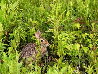 兔子可爱动物素材动物实拍