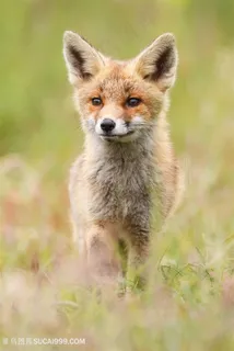 高清野外草丛里小狐狸图片动物大全