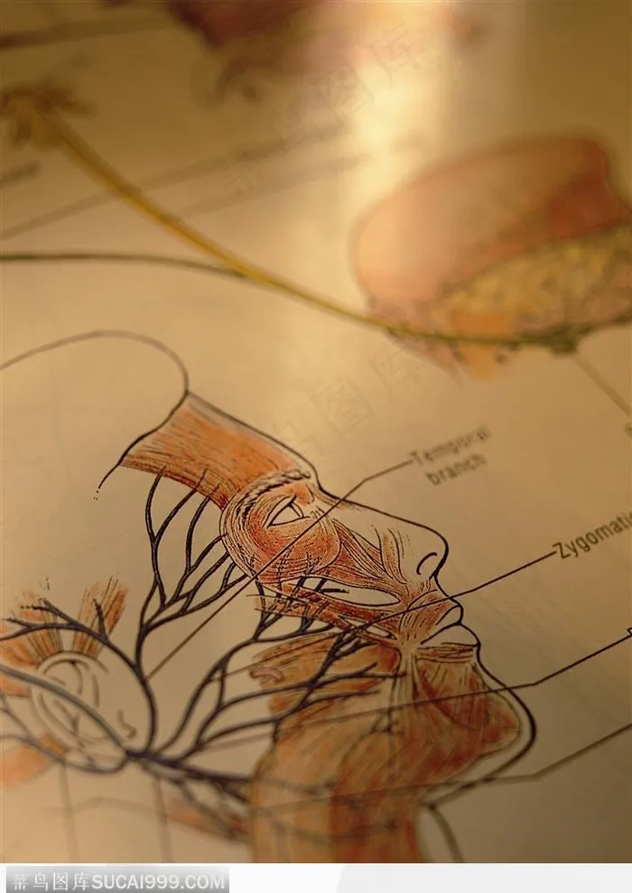 生化试验室-头部血管分布图