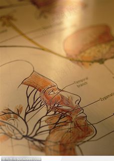 生化试验室-头部血管分布图