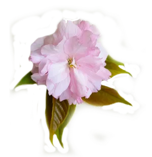 免扣樱花素材