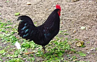 家养公鸡图片