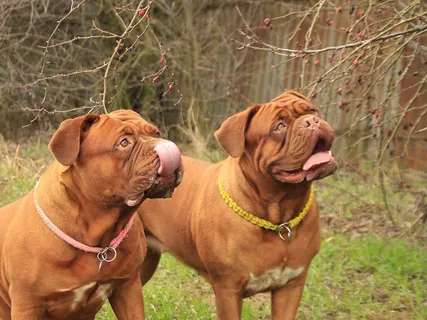 斗牛犬图片 斗牛犬图片