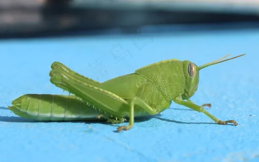 绿色蚱蜢图片素材