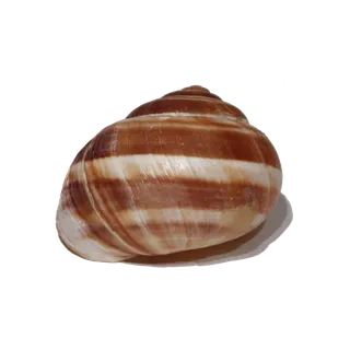 螺贝类带壳类(13)海鲜超市商品红酒白底图免抠实物摄影png格式图片透明底