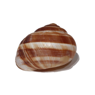 螺贝类带壳类(13)海鲜超市商品红酒白底图免抠实物摄影png格式图片透明底