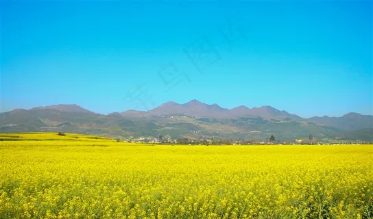 油菜花图片素材 油菜花图片素材