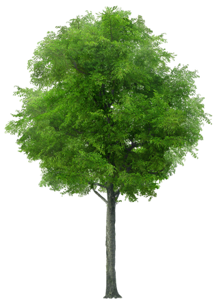 高清树木素材 免抠PSD植物素材 美术绘画园林贴图 树草灌木花草